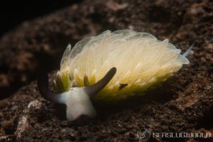 ウサギモウミウシ Costasiella Usagi 世界のウミウシ