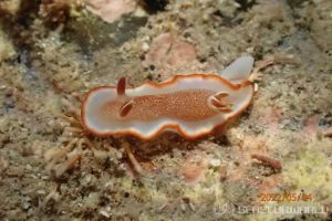 キャラメルウミウシ Glossodoris Rufomarginata 世界のウミウシ