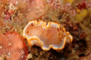 キャラメルウミウシ Glossodoris Rufomarginata 世界のウミウシ