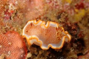 キャラメルウミウシ Glossodoris Rufomarginata 世界のウミウシ