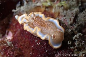 キャラメルウミウシ Glossodoris Rufomarginata 世界のウミウシ