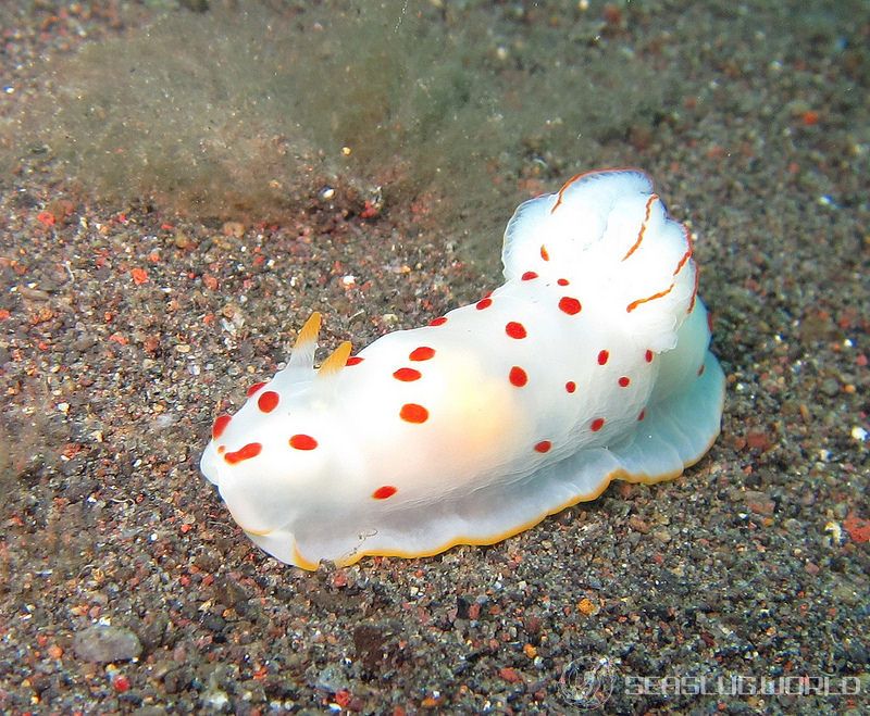 オオエラキヌハダウミウシ Gymnodoris ceylonica