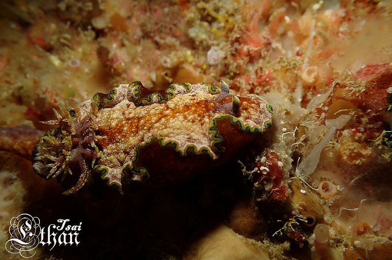 モンジャウミウシ Glossodoris cf. cincta