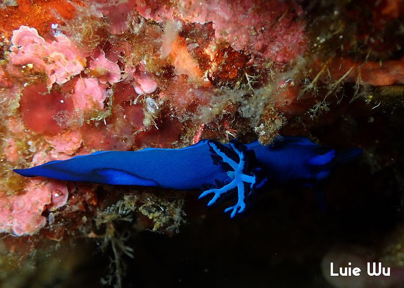 ミドリリュウグウウミウシ Tambja morosa