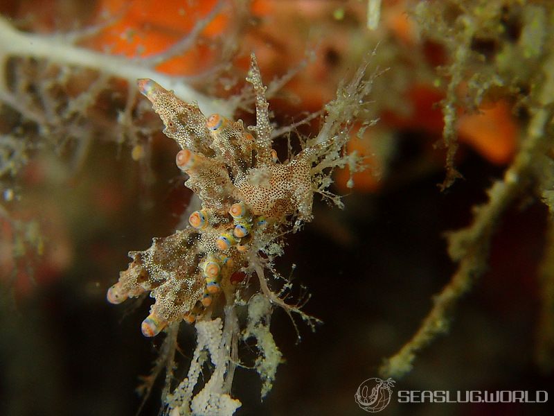 ツノトゲホリミノウミウシ Eubranchus rubropunctatus