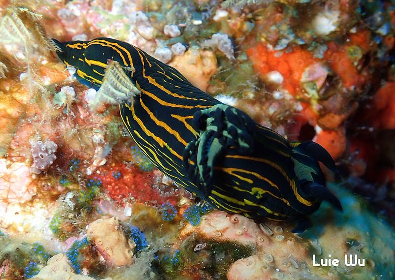 イシガキリュウグウウミウシ Tyrannodoris luteolineata