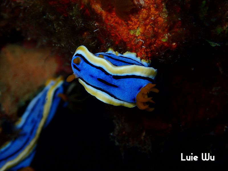 アンナウミウシ Chromodoris annae