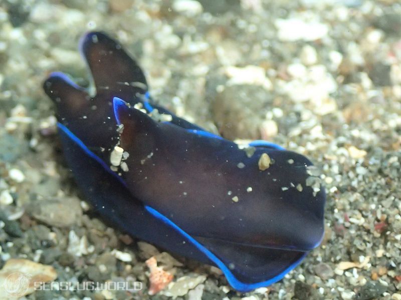 アオフチキセワタ Tubulophilinopsis gardineri