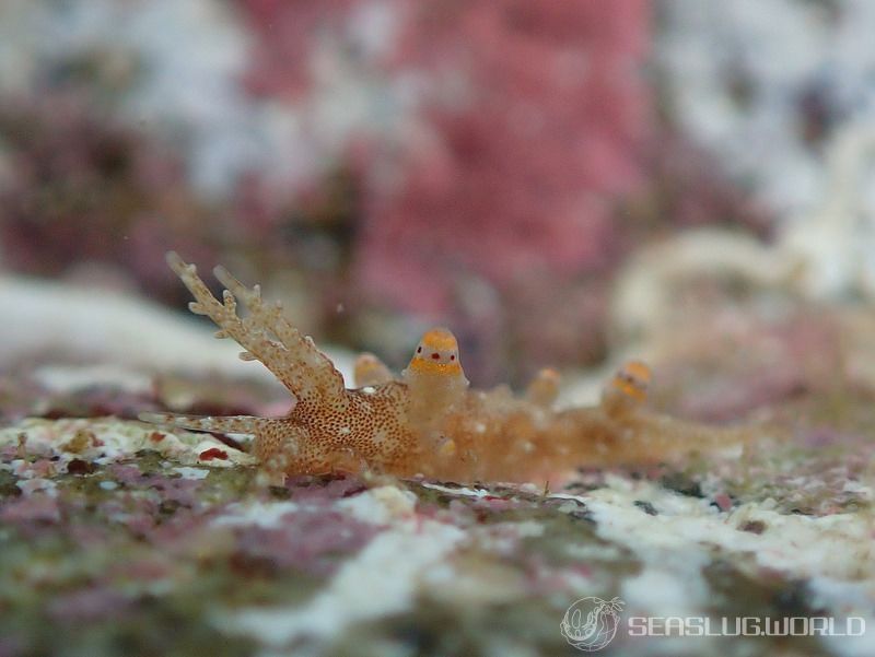 ツノトゲホリミノウミウシ Eubranchus rubropunctatus