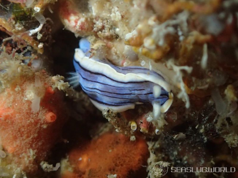 コンガスリウミウシ Chromodoris sp. 1