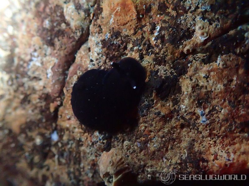 ホンクロシタナシウミウシ Dendrodoris nigra