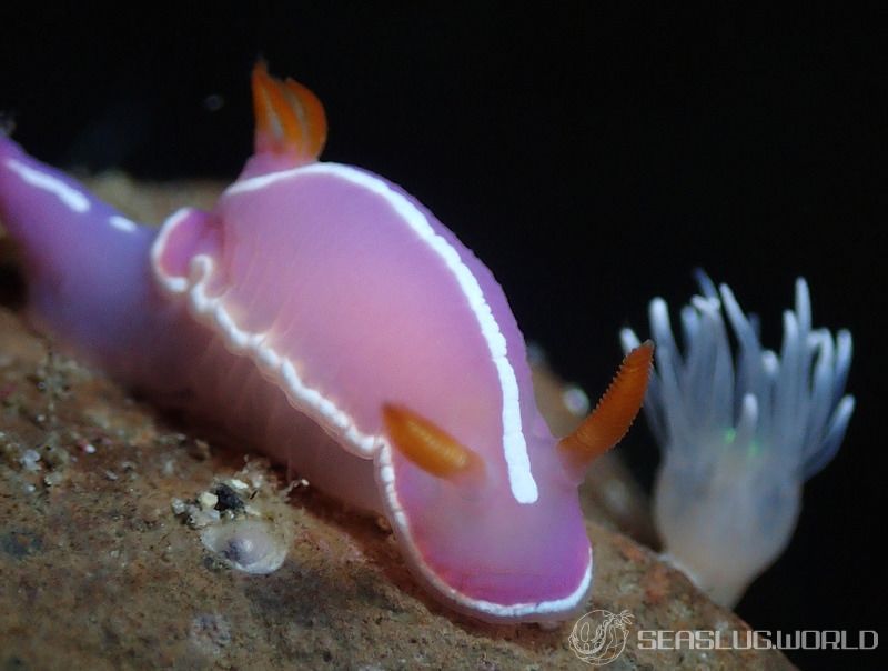 シモダイロウミウシ Hypselodoris shimodaensis