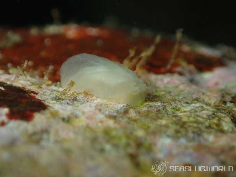 シロフシエラガイ Berthella stellata