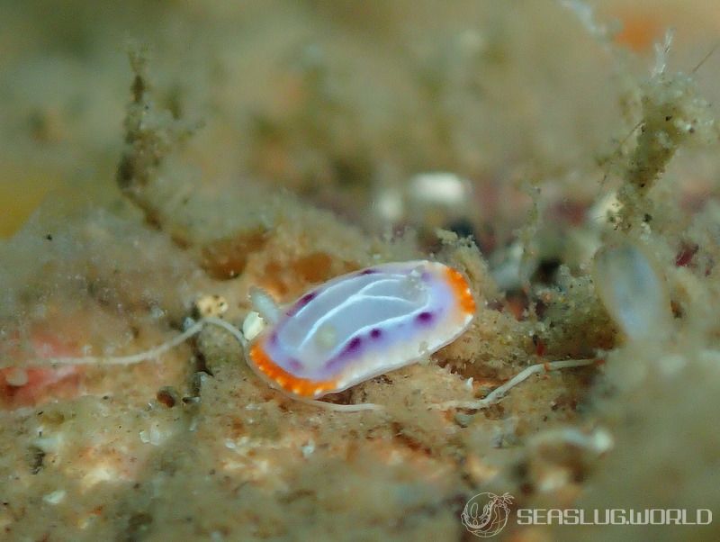 セトイロウミウシ Goniobranchus setoensis