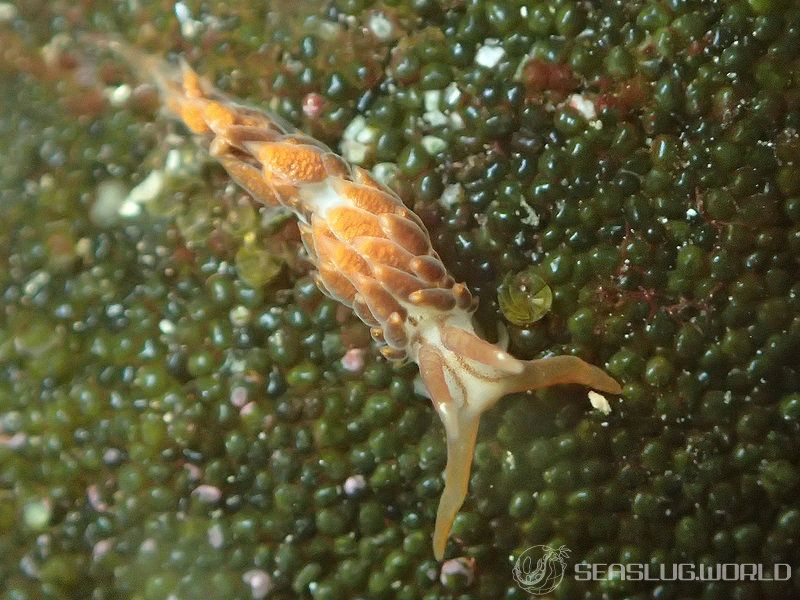 ヨツスジミノウミウシ Facelina quadrilineata