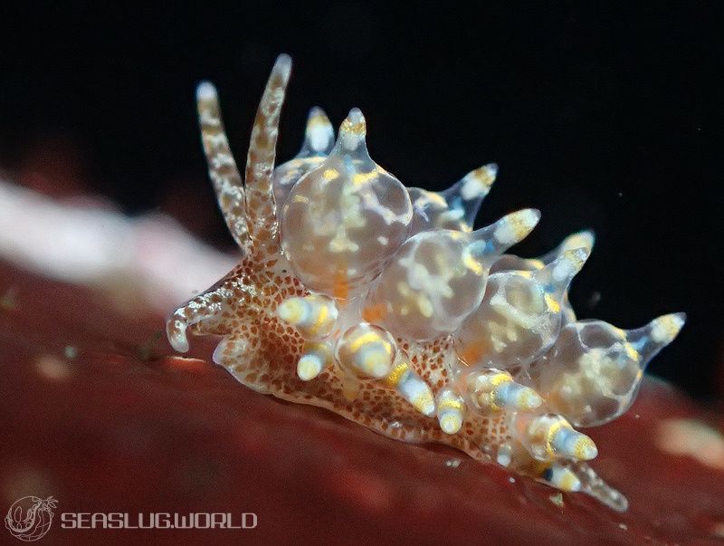 タマガワミノウミウシ Eubranchus cf. leopoldoi