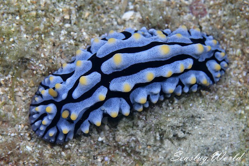 タテヒダイボウミウシ Phyllidia varicosa