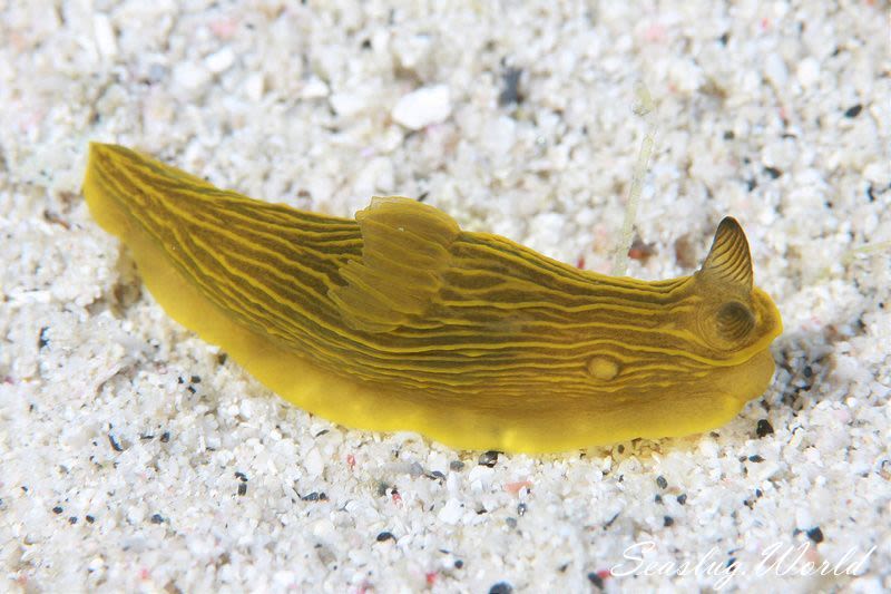 タスジキヌハダウミウシ Gymnodoris sp. 2