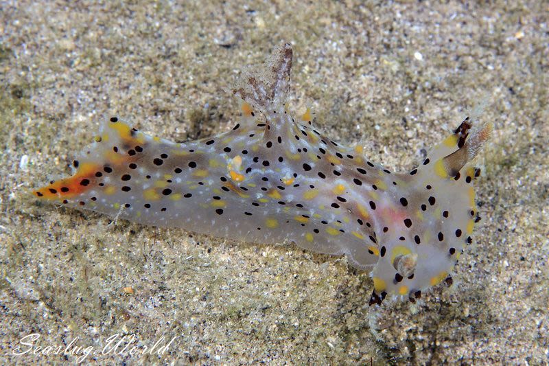 ヒカリウミウシ Plocamopherus Tilesii 世界のウミウシ