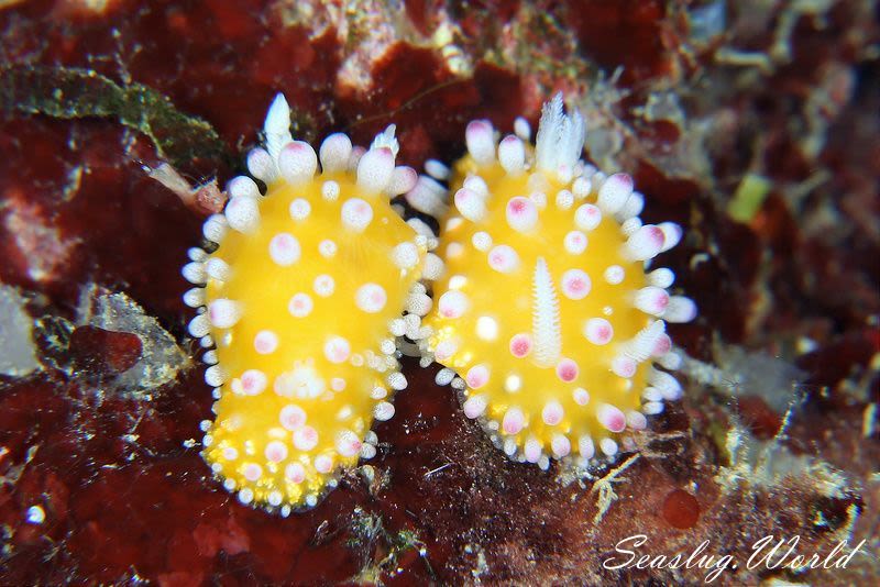 イガグリウミウシ Cadlinella ornatissima