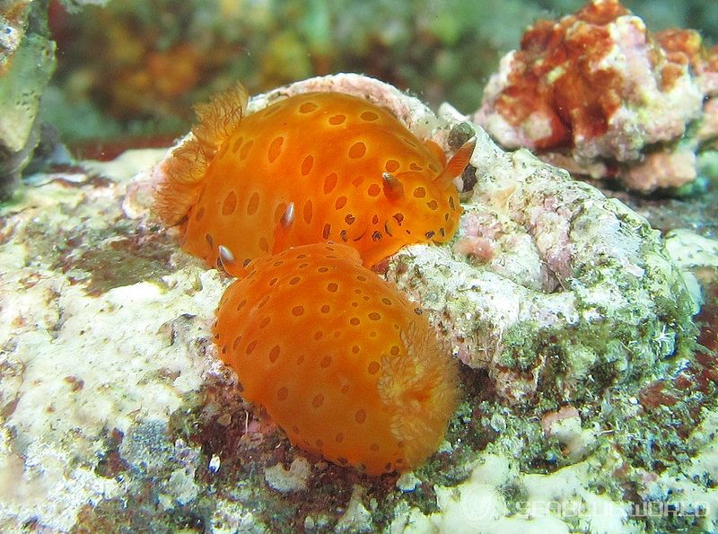 ヒメマダラウミウシ Dendrodoris guttata