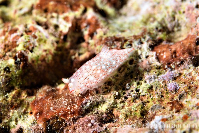 ザマミキヌハダウミウシ Gymnodoris sp. 6