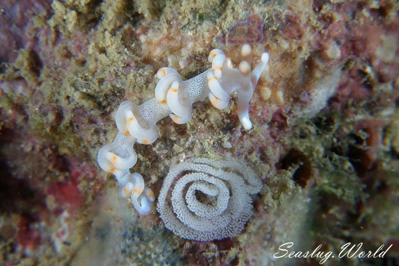 ケラマミノウミウシ Samla bicolor