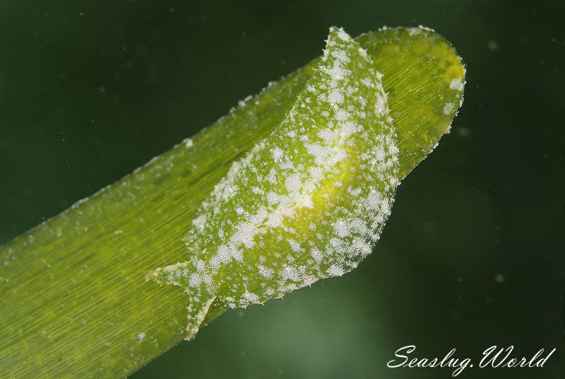 ウミナメクジ Petalifera punctulata