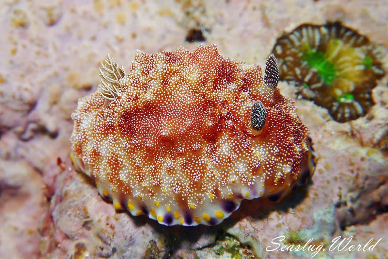 オオゼキイロウミウシ Goniobranchus sp. 4