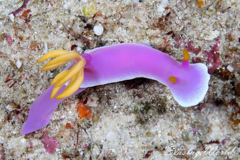 シンデレラウミウシ Hypselodoris Apolegma 世界のウミウシ