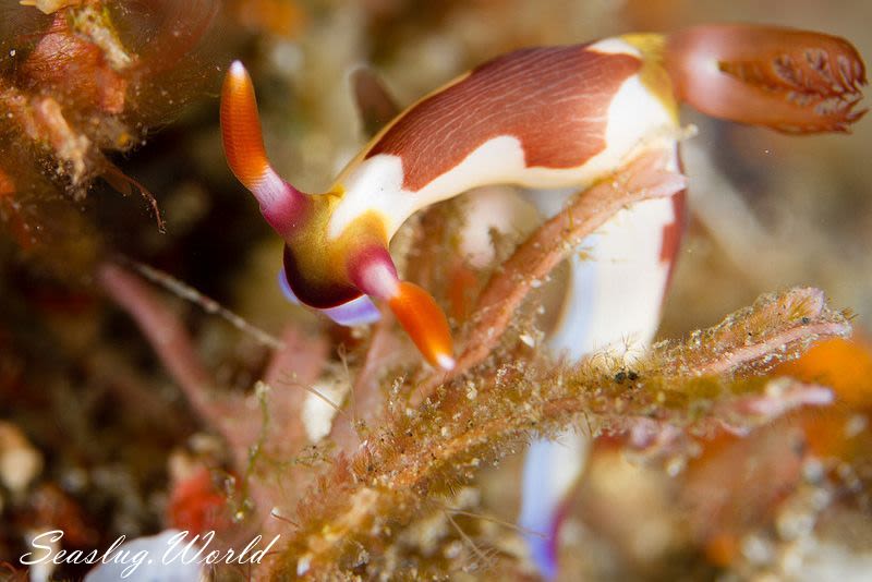 セグロリュウグウウミウシ Nembrotha chamberlaini