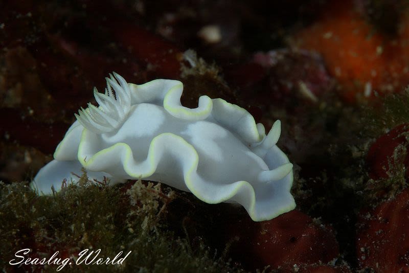 シロタエイロウミウシ Glossodoris buko