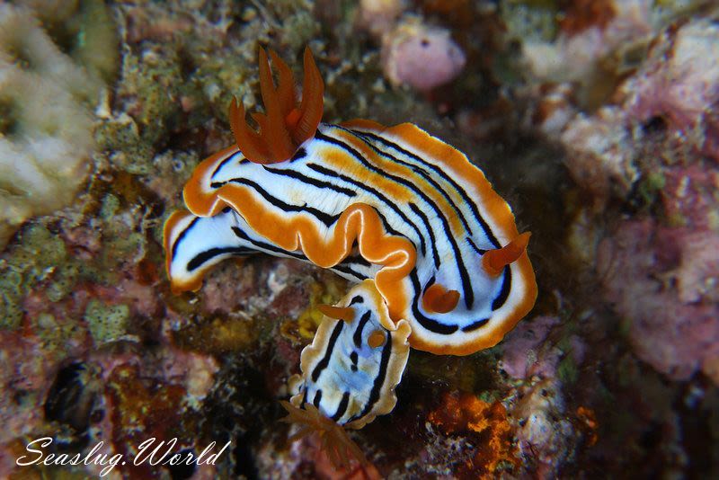 コールマンウミウシ Chromodoris colemani