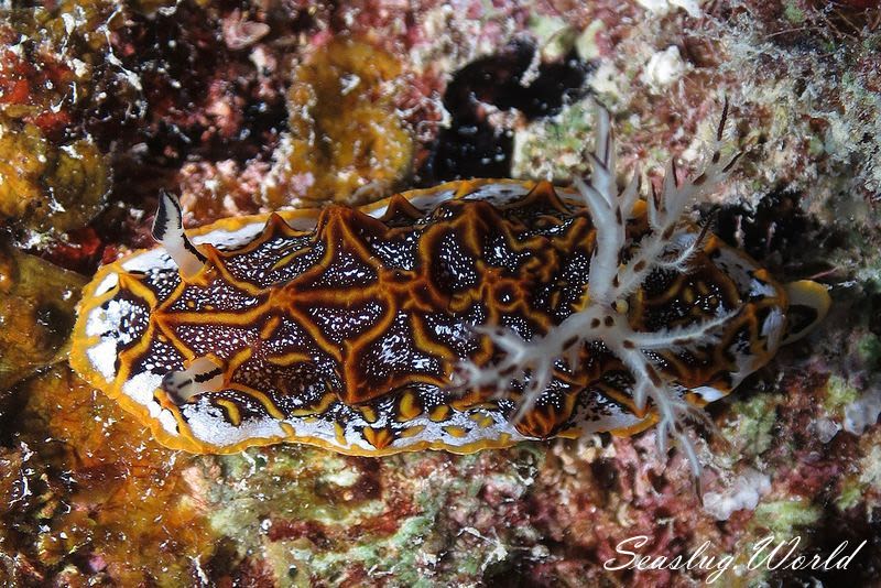 モザイクウミウシ Halgerda tessellata