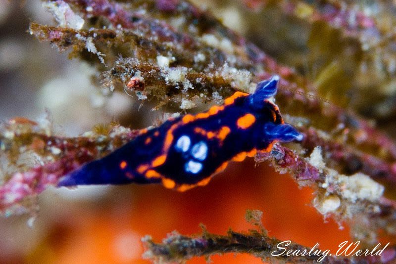 クロスジリュウグウウミウシ属の一種 3 Nembrotha sp. 3