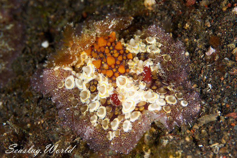 メダマヤキウミウシ Carminodoris estrelyado