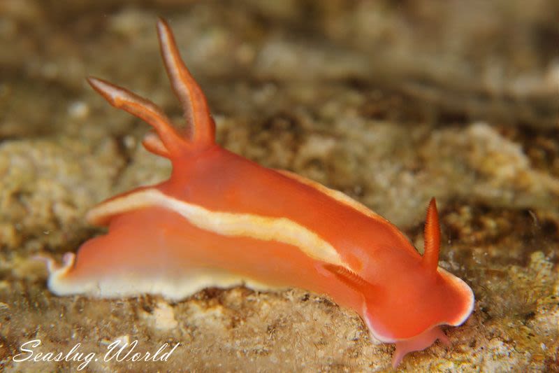 Hypselodoris rositoi Gosliner & Johnson, 2018