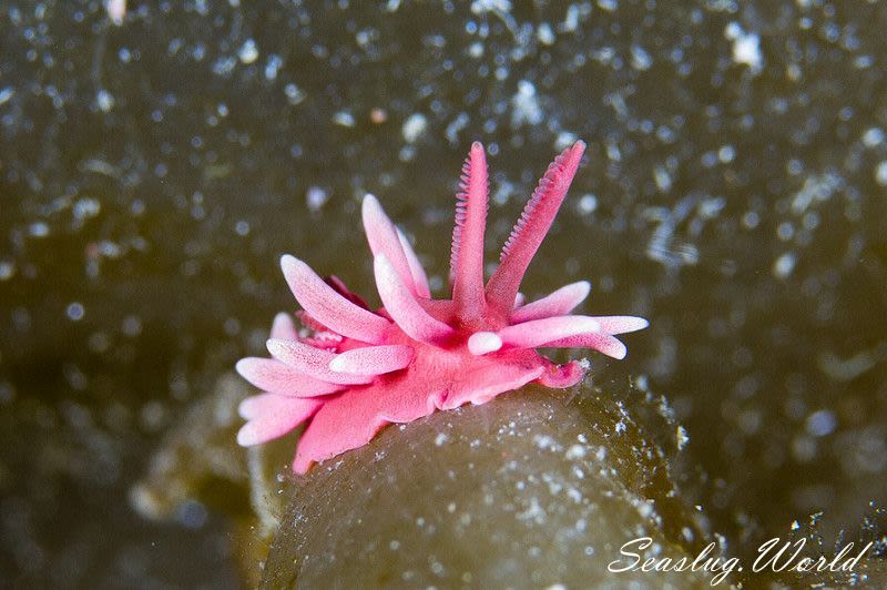 ヒロウミウシ Ceratodoris hiroi