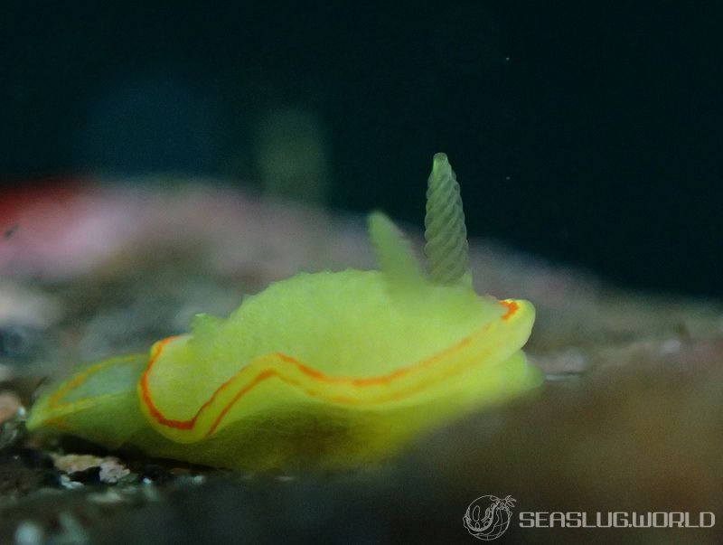 ミツイラメリウミウシ Diaphorodoris mitsuii