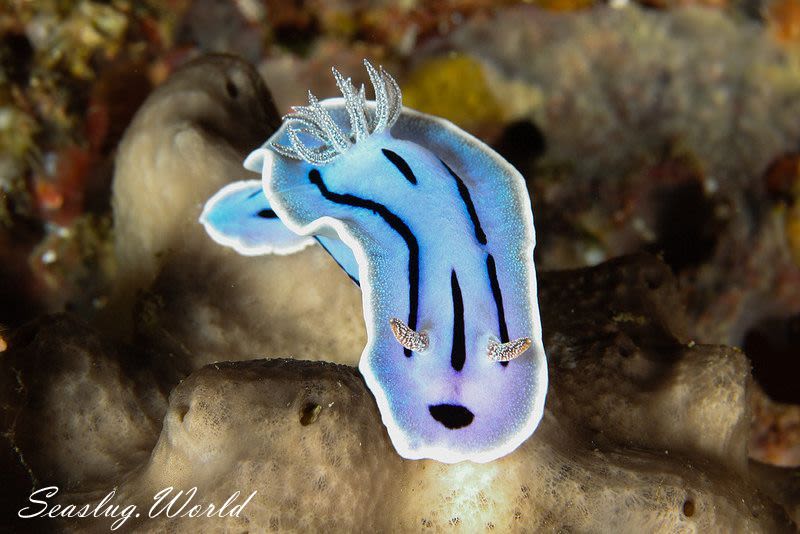 ミゾレウミウシ Chromodoris willani