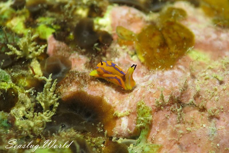 キマダラウミコチョウ Siphopteron tigrinum