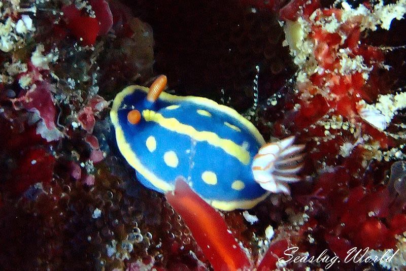 アオウミウシ Hypselodoris festiva