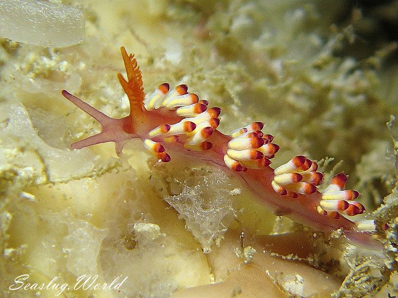 ツマベニミノウミウシ Coryphellina delicata