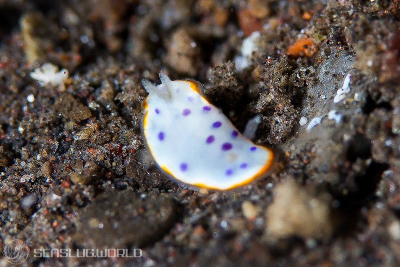 アデヤカイロウミウシ属の一種 12 Goniobranchus sp.12