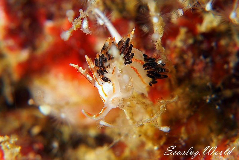 フタスジミノウミウシ Facelina bilineata