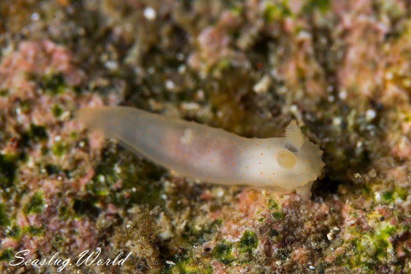 キヌハダモドキ Gymnodoris citrina