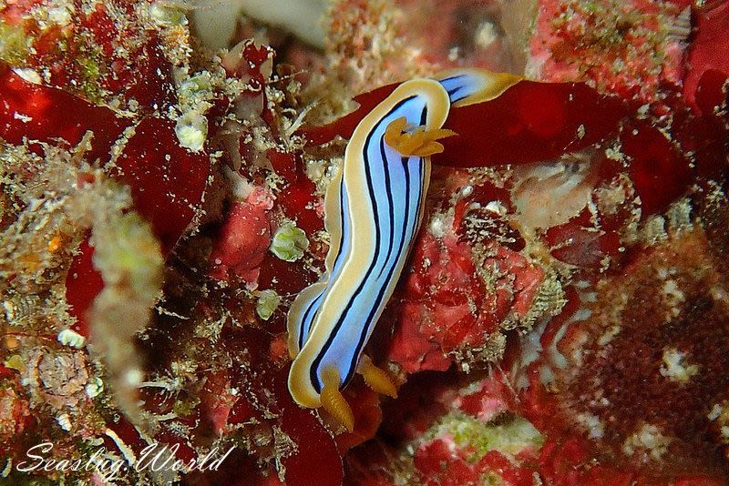 コールマンウミウシ Chromodoris colemani