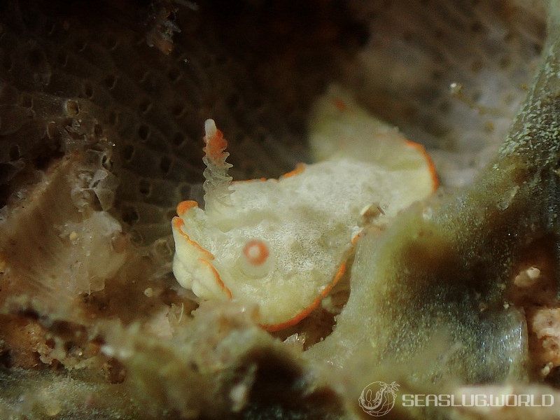 ミナミミツイラメリウミウシ Diaphorodoris sp. 1