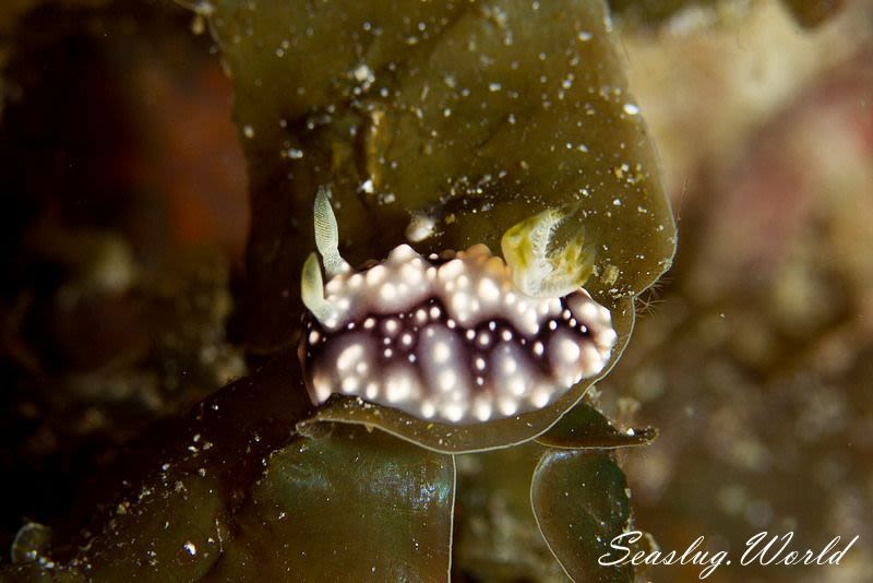 キカモヨウウミウシ Goniobranchus geometricus