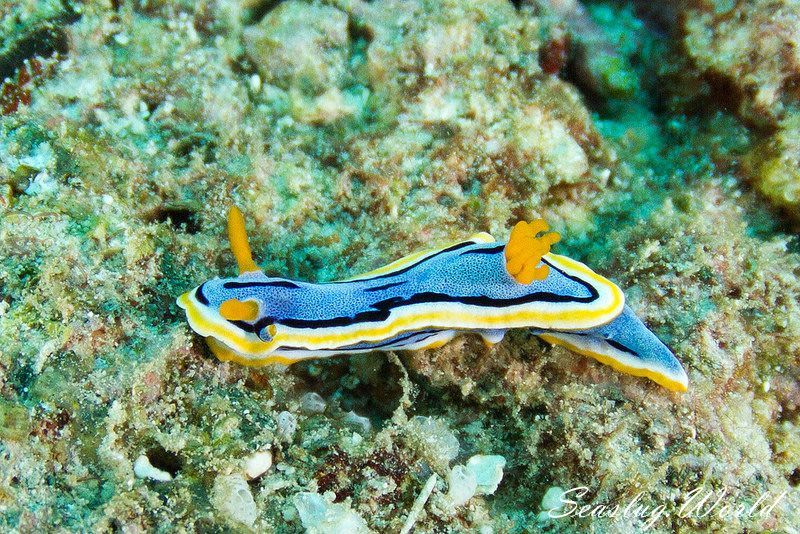 アンナウミウシ Chromodoris annae